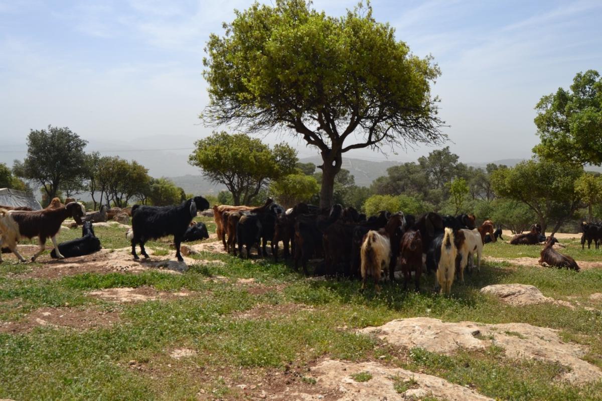 عمل أم أحمد في رعي الماشية 