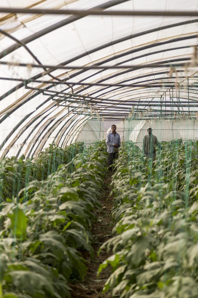 عرائش تسكنها مجموعة من الباكستانيين وإحدى المزارع التي يعملون فيها في دير علّا. تصوير محمد زكريا.