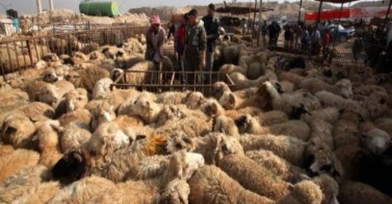 حظائر بيع الأضاحي.. فيديو 