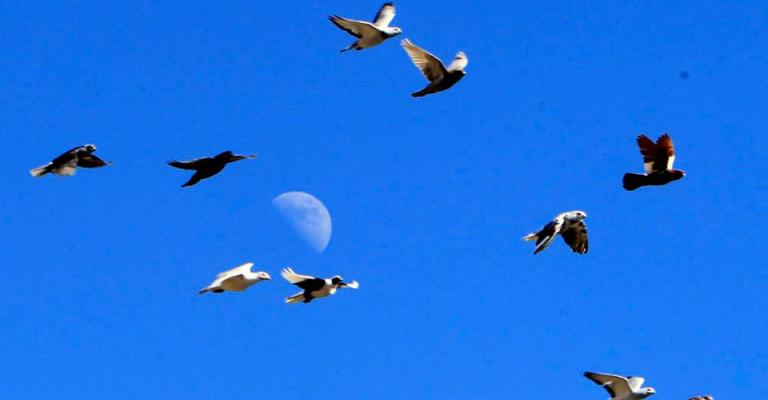 طيور- عدسة جمال نصر الله/ فيسبوك طيور- عدسة جمال نصر الله/ فيسبوك