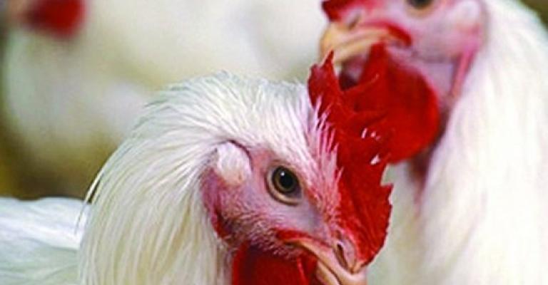 اسعار الدواجن والبيض في ثبات اسعار الدواجن والبيض في ثبات