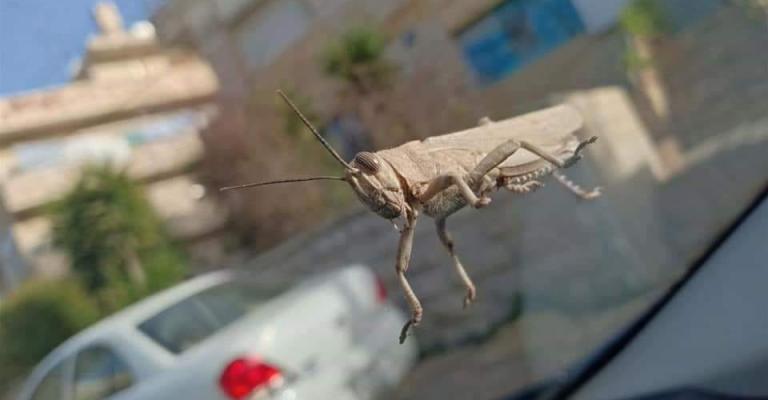 التغطية الاستباقية لوصول الجراد: تهويل ومعلومات غير مُسندة لمصادر