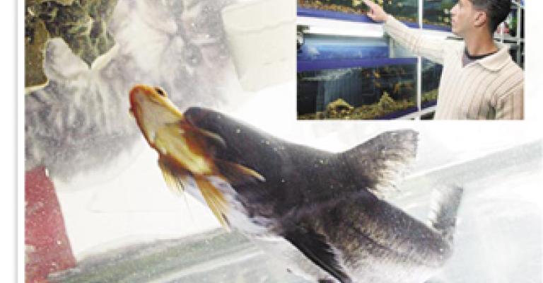 سمكة زينة بـ100 ألف دولار في عمـّان