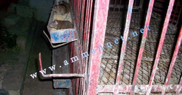 جرذان تشارك الدجاج طعامها في صافوط جرذان تشارك الدجاج طعامها في صافوط