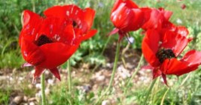 طقس ربيعي طقس ربيعي