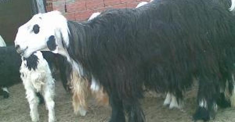 في الكرك زرائب الاغنام وسط الاحياء (فيديو) في الكرك زرائب الاغنام وسط الاحياء (فيديو)