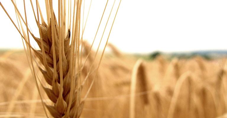 إخماد حريق 400 دونم محاصيل حقلية إخماد حريق 400 دونم محاصيل حقلية