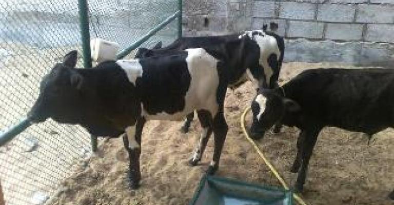 العجول في اربد تذبح بعد ضربها على رأسها العجول في اربد تذبح بعد ضربها على رأسها