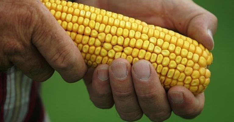 المصري :لم ندخل شحنات ذرة مصابة للاردن المصري :لم ندخل شحنات ذرة مصابة للاردن