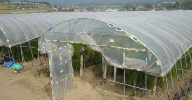  مصنع للبيوت الزراعية يلوث هواء منطقة البلاونة (فيديو)