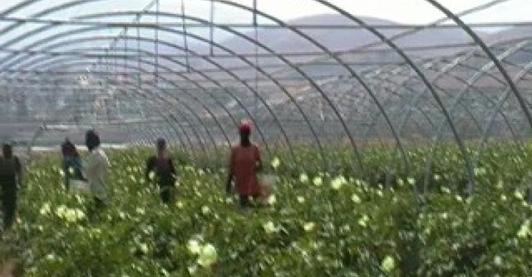 عاملات الزراعة نظام سخرة حتى تطبيق القانون (فيديو)