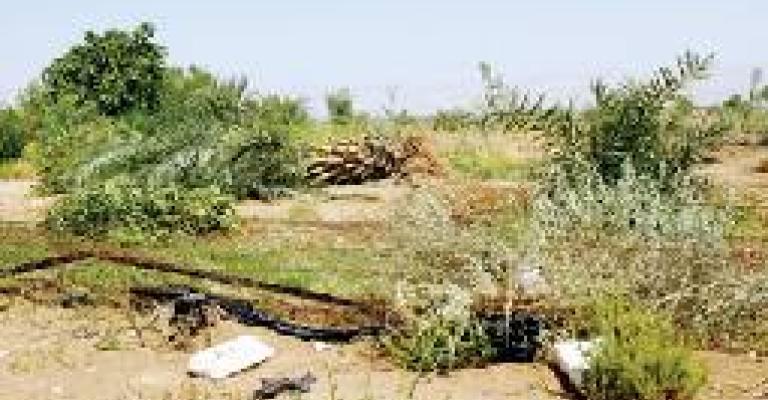 مزارعون:يطالبون الحكومة بالعودة لزراعة أراضيهم