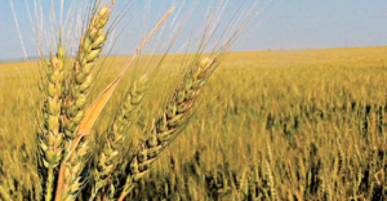 7 % نسبة انخفاض المساحات المزروعة بالأغوار 7 % نسبة انخفاض المساحات المزروعة بالأغوار