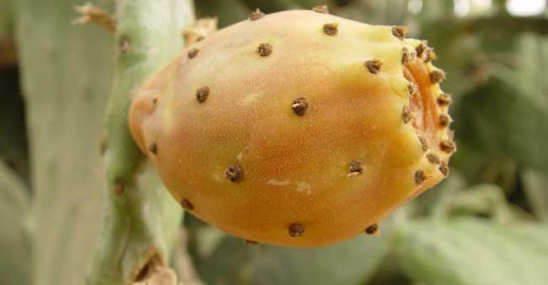 في وسط البلد عمان.. يبيعون "الصبر"! (فيديو)