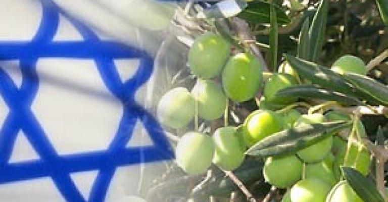 IAF deplores importing olive to Israel IAF deplores importing olive to Israel