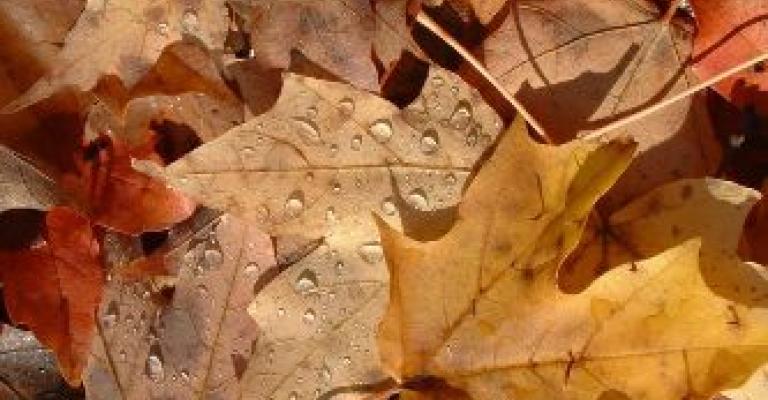 ورق أصفر مجموعة شعرية لمكاوي