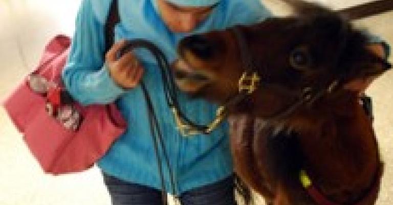 فرس يرافق ضريرة أردنية حتى في الجامعة