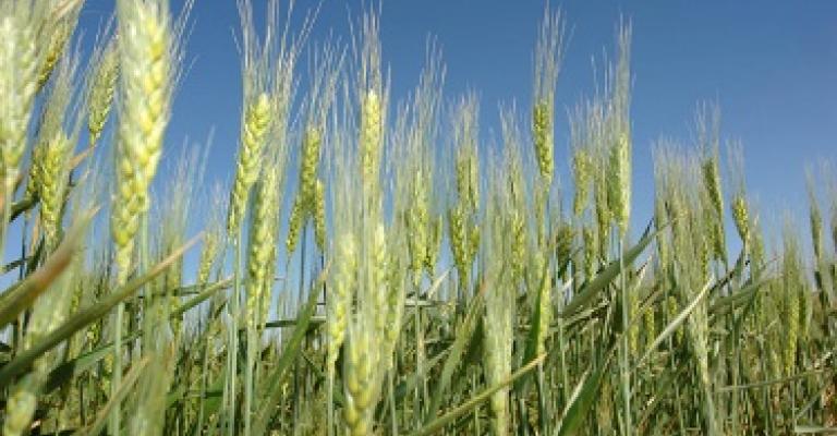 Tender to buy 100,000 tons of wheat