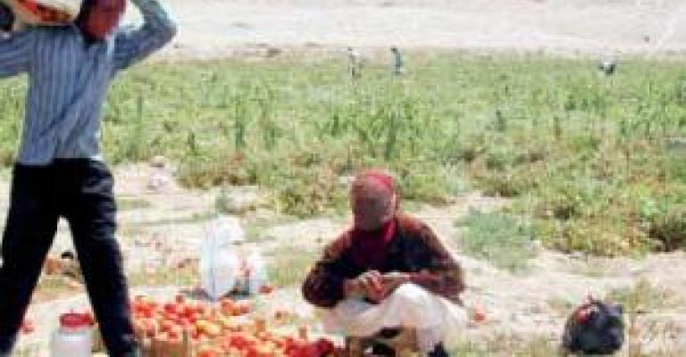 مزارعو الأغوار: منح رخص استيراد البندورة كارثة مزارعو الأغوار: منح رخص استيراد البندورة كارثة