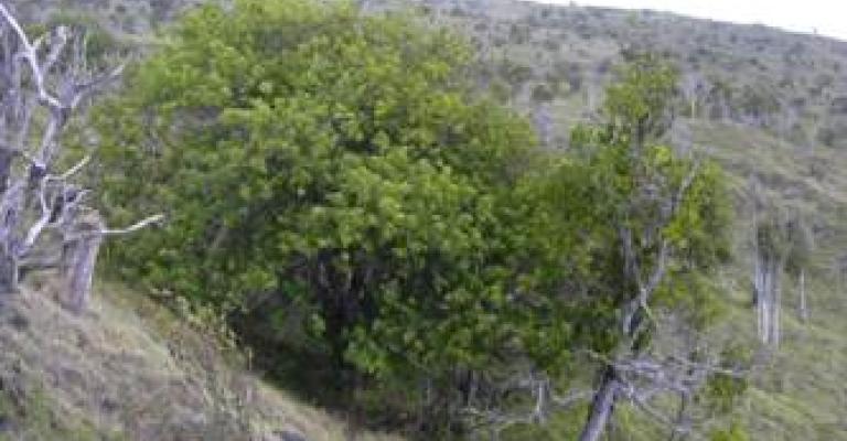 مزارعون دمرت مزارعهم بفعل الرياح يطالبون بالتعويض