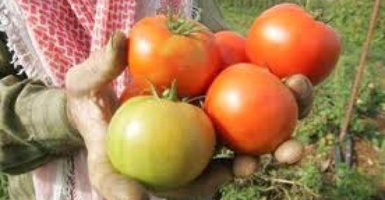 مزراعو الاغوار الوسطى لا فائدة من الحكومة الجديد مزراعو الاغوار الوسطى لا فائدة من الحكومة الجديد