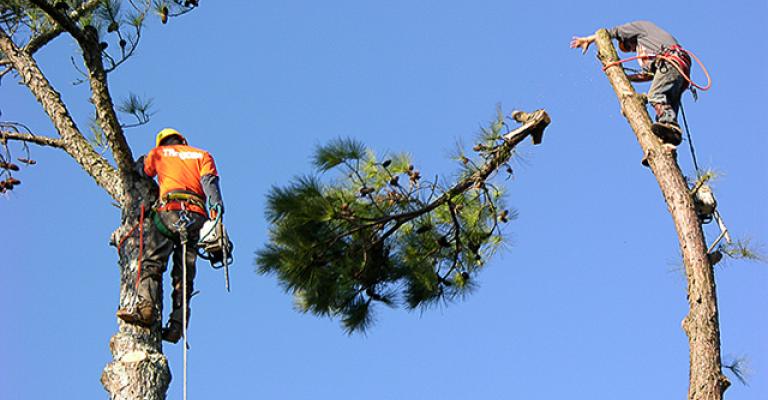 الزراعة تساهم في حل مشكلة البطالة بـ "مبادرة تقليم الأشجار" الزراعة تساهم في حل مشكلة البطالة بـ "مبادرة تقليم الأشجار"