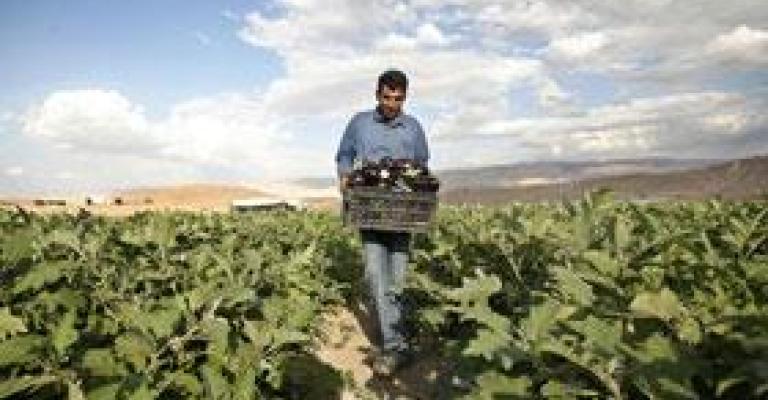 الزراعة تستبشر بالهطول المطري والمياه تدق ناقوس الخطر الزراعة تستبشر بالهطول المطري والمياه تدق ناقوس الخطر