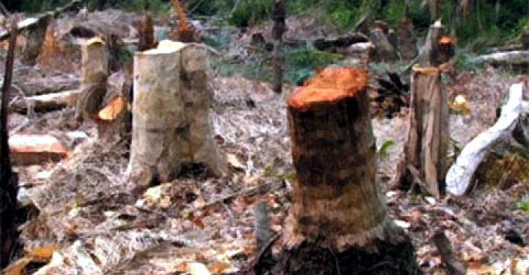 مجمع تجاري يهدد الاشجار في ام اذينة مجمع تجاري يهدد الاشجار في ام اذينة