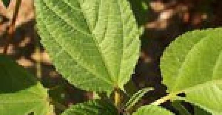 ملوخياتك وع الجسر: لقد قرفنا...! 