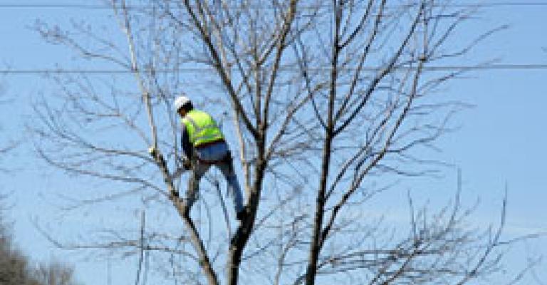 حماية الطبيعة تدعو الزراعة للحفاظ على الأشجار خلال مبادرة التقليم حماية الطبيعة تدعو الزراعة للحفاظ على الأشجار خلال مبادرة التقليم