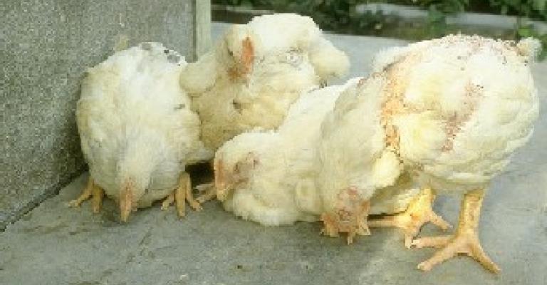 الزراعة تنفي إصابة الدجاج بـ " النيوكاسل" رغم تأكيد الصحة الزراعة تنفي إصابة الدجاج بـ " النيوكاسل" رغم تأكيد الصحة