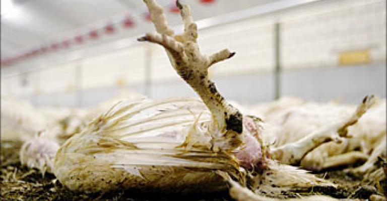 الزراعة تجري مسحا لمزارع الاغوار لمنع انتقال انفلونزا الطيور الزراعة تجري مسحا لمزارع الاغوار لمنع انتقال انفلونزا الطيور