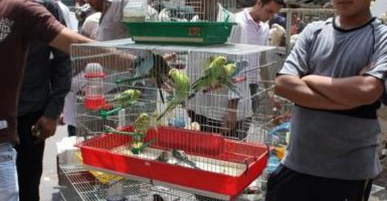  تربية طيور الزينة في الاردن من هواية الى مصدر رزق 