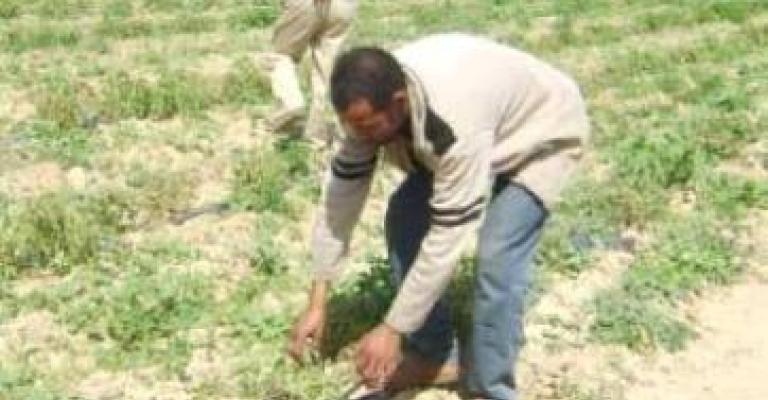 Damia farmers threaten to quit