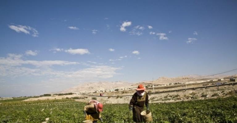 Reduction in Number of Foreign Workers Threatens Agricultural Sector