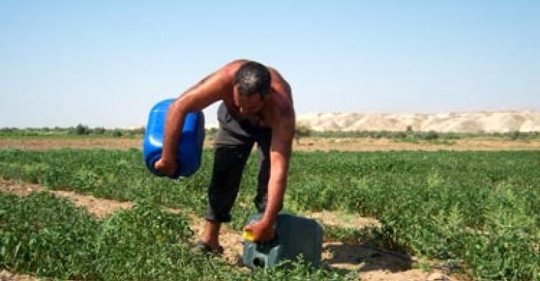 العمالة الوافدة في الزراعة.. شركاء في الخسارة فقط العمالة الوافدة في الزراعة.. شركاء في الخسارة فقط