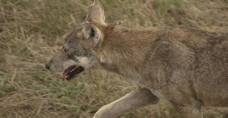 ذئاب تهاجم سكانا بمنطقة السمار في الأغوار الجنوبية ذئاب تهاجم سكانا بمنطقة السمار في الأغوار الجنوبية