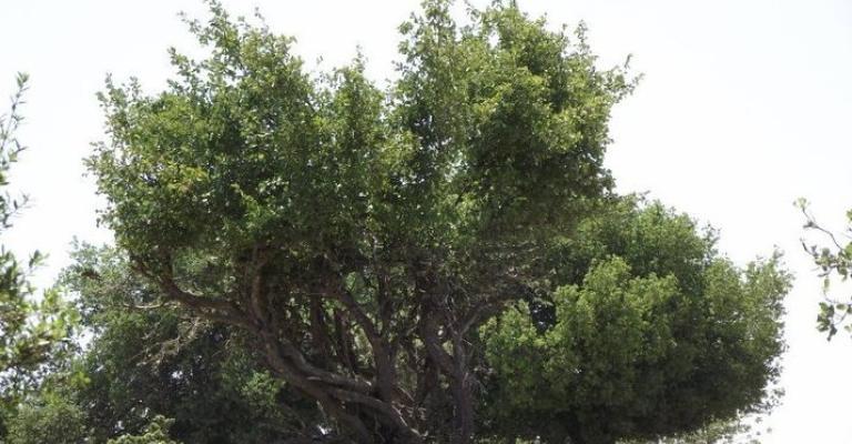 الرفاعي ردا على الكلية العسكرية في برقش: انا ضد قطع الأشجار