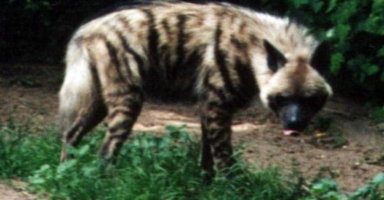 حيوان يفترس طفلة في الغور والأب يروي التفاصيل لعمان نت.. صوت حيوان يفترس طفلة في الغور والأب يروي التفاصيل لعمان نت.. صوت