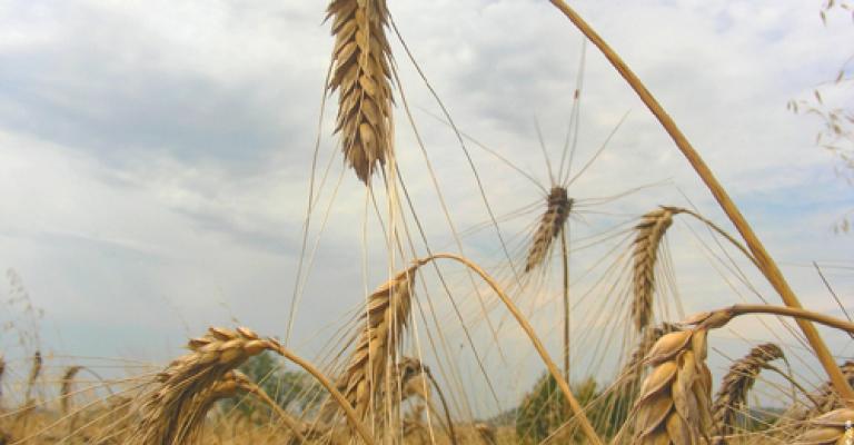 تنظيم زراعي جديد يركز على زراعة الحبوب تنظيم زراعي جديد يركز على زراعة الحبوب