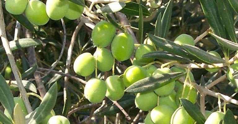 وقف تصدير الزيتون إلى إسرائيل بعد ضغوطات مدنية وقف تصدير الزيتون إلى إسرائيل بعد ضغوطات مدنية