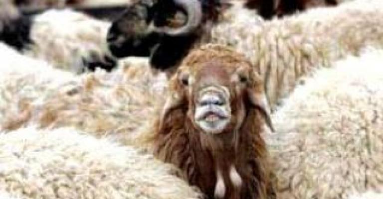 سعر الأضحية البلدي يصل 300 دينار 