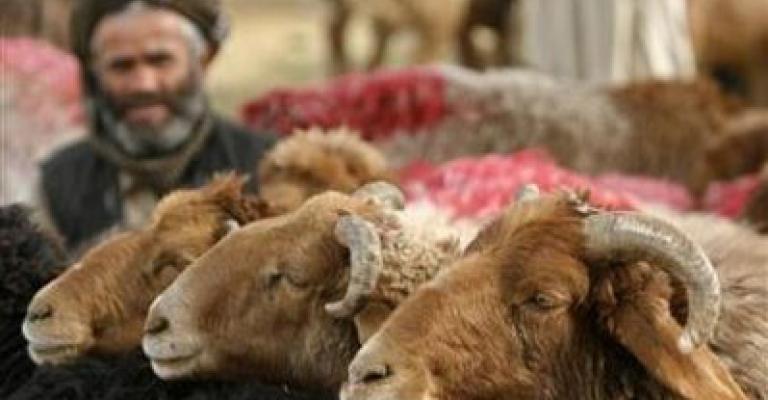 أمانة عمان تحدد المواقع والتعليمات الخاصة بالأضاحي 