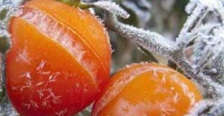 اللفحة المبكرة تصيب مزارع في الأغوار الجنوبية بسبب الصقيع اللفحة المبكرة تصيب مزارع في الأغوار الجنوبية بسبب الصقيع