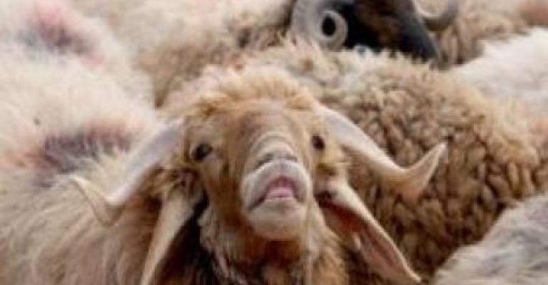 ارتفاع أسعار اللحوم لغياب اللحوم السورية وغلاء الأعلاف ارتفاع أسعار اللحوم لغياب اللحوم السورية وغلاء الأعلاف