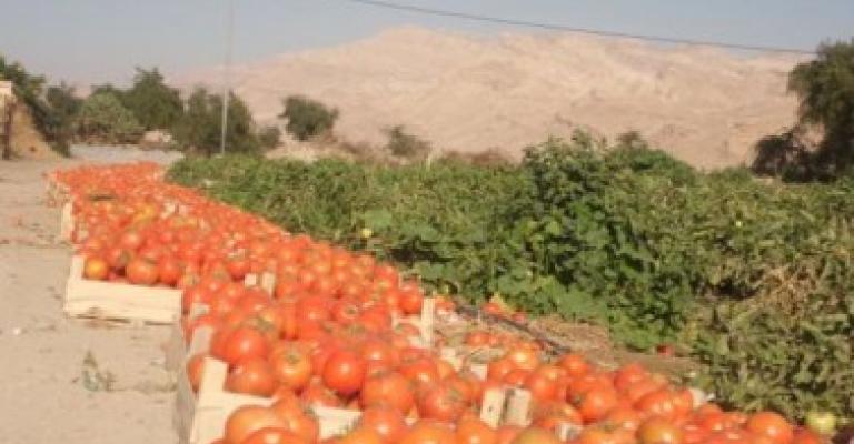 أزمة البندورة تنتظر الحل القادم من العراق