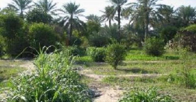 اربد: العثور على جثة مواطن معلقة على شجرة اربد: العثور على جثة مواطن معلقة على شجرة