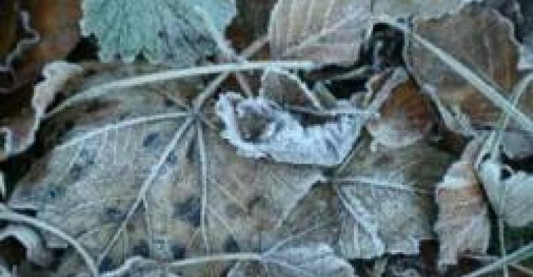 75 نائبا يطالبون بتعويض مزارعي الاغوار جراء الصقيع 75 نائبا يطالبون بتعويض مزارعي الاغوار جراء الصقيع