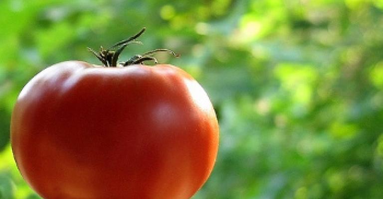 السعودية تستورد البندورة والمزارعون يتوقفون عن قطفها