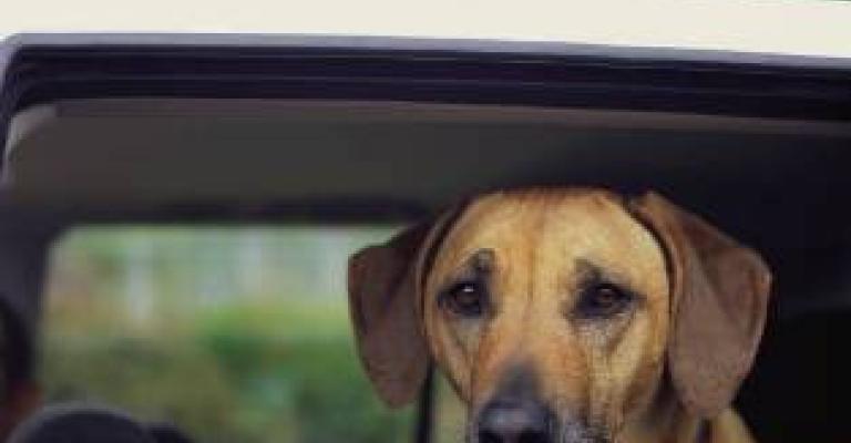 جولة لكلب في سيارة حكومية جولة لكلب في سيارة حكومية